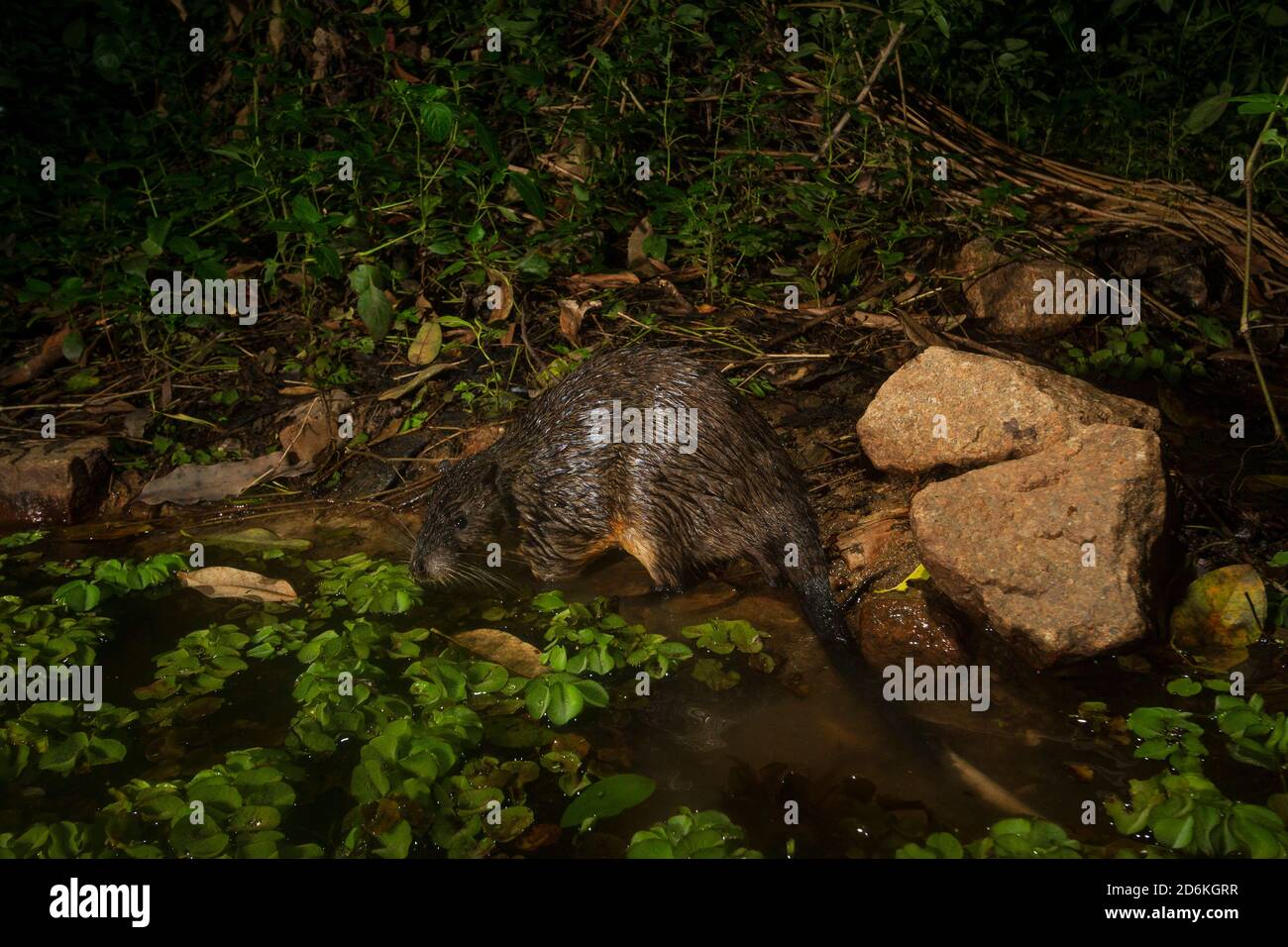 Dslr camera trap hires stock photography and images Alamy