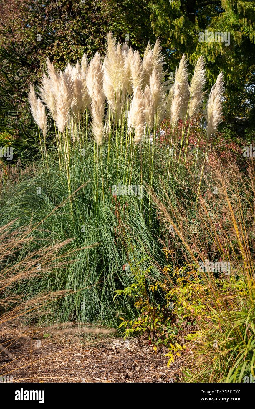 Ornamental Grass Garden at Knoll Gardens, Dorset, England Stock Photo