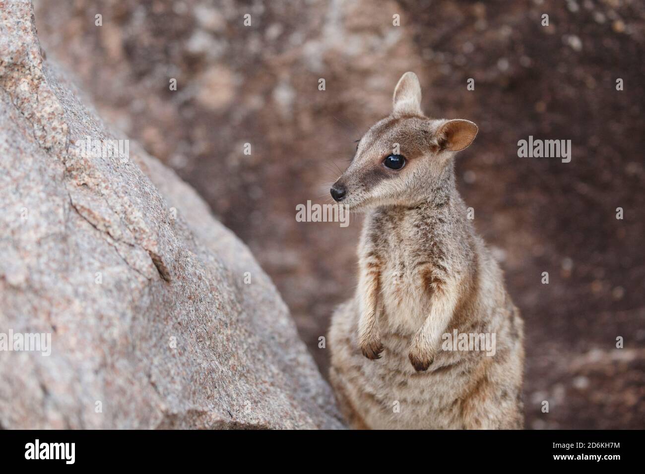 Allied Rock Wallaby (Petrogale assimilis) at Magnetic Island's Geoffrey Bay, Queensland, Australia Stock Photo
