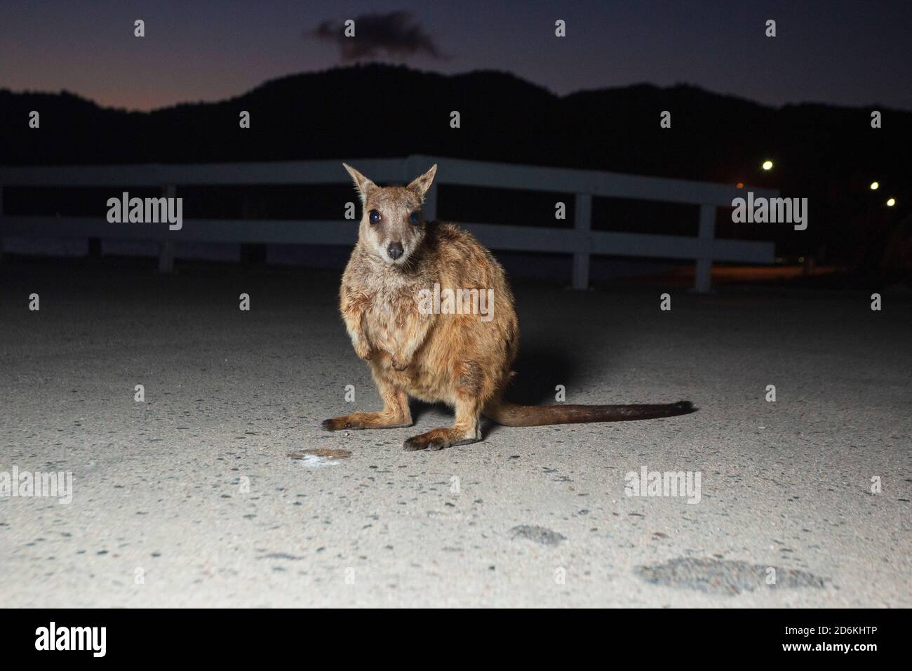 Allied Rock Wallaby (Petrogale assimilis) at Magnetic Island's Geoffrey Bay, Queensland, Australia Stock Photo