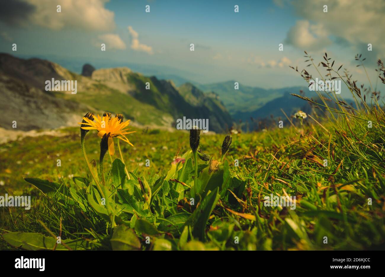 Flowers in the Swiss Alps Stock Photo