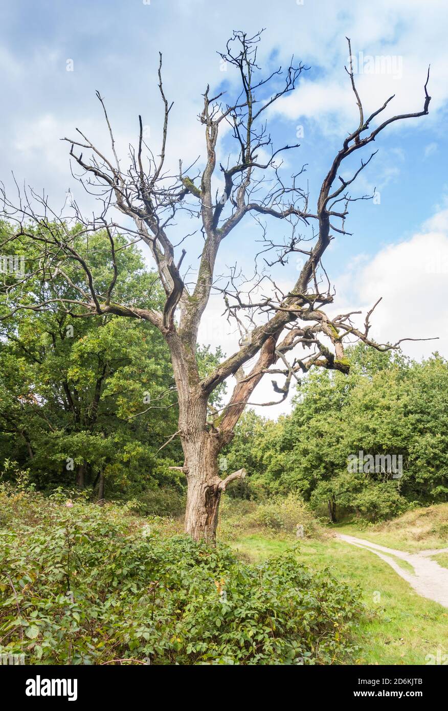 Tree at the walking path through Appelbergen recreation area in Groningen, Netherlands Stock Photo