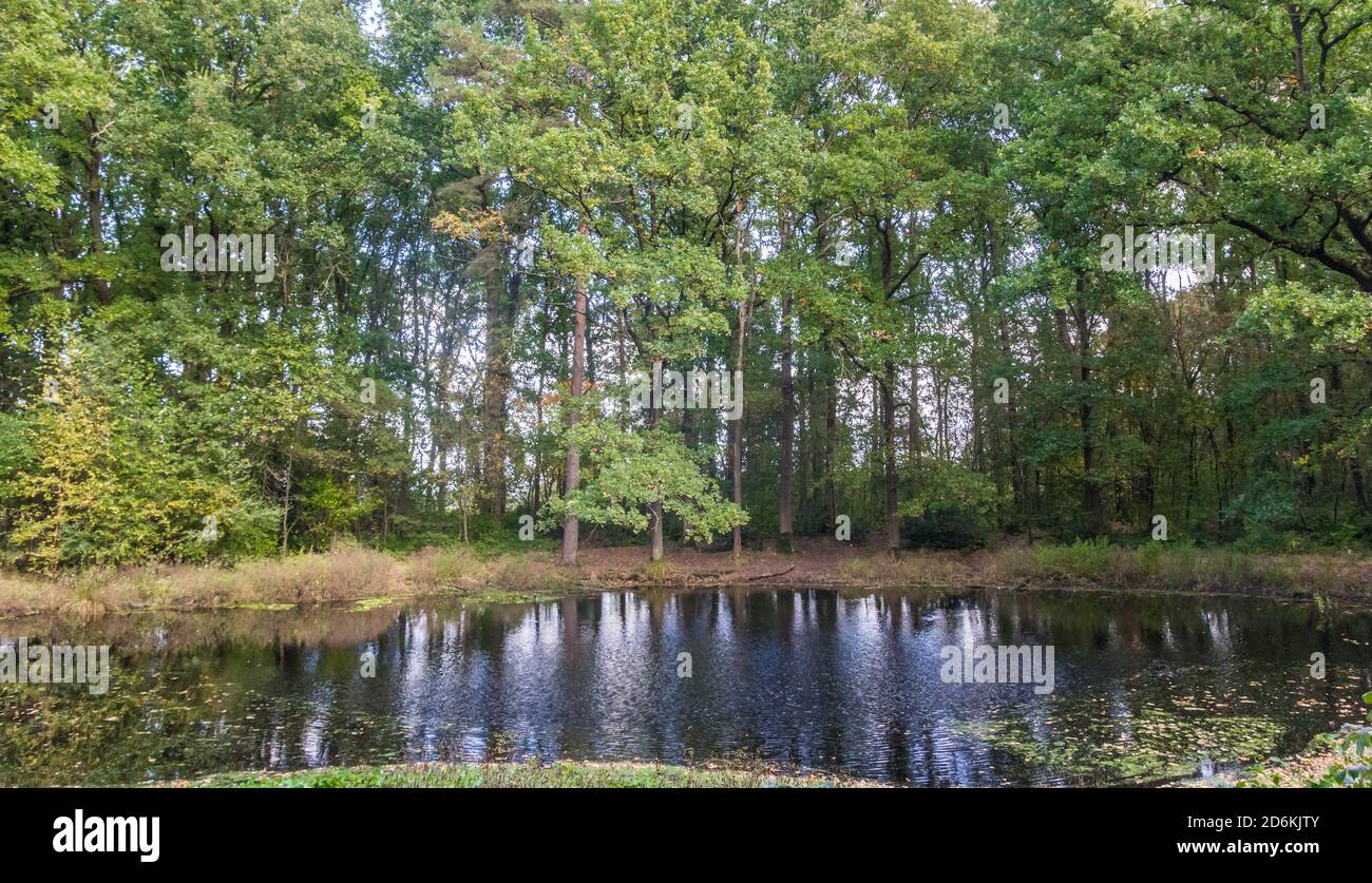 Little lake in Appelbergen nature reserve near Groningen, Netherlands Stock Photo