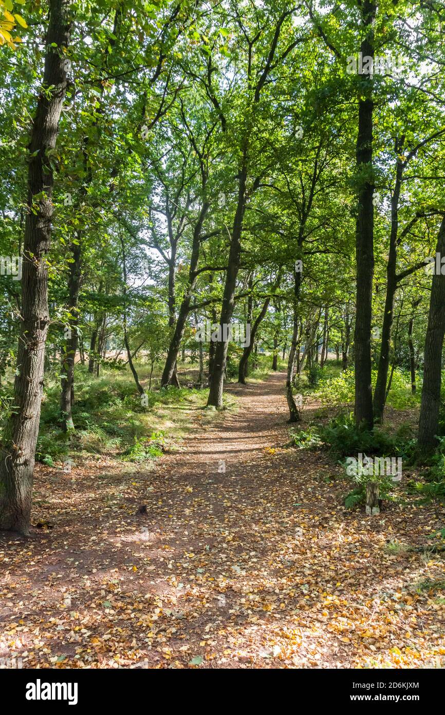 Forest path in Appelbergen nature reserve during autumn in Groningen, Netherlands Stock Photo