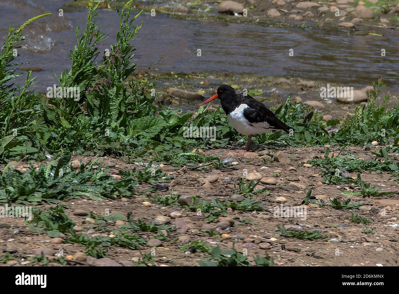 Oyster catcher on lake side Stock Photo Alamy