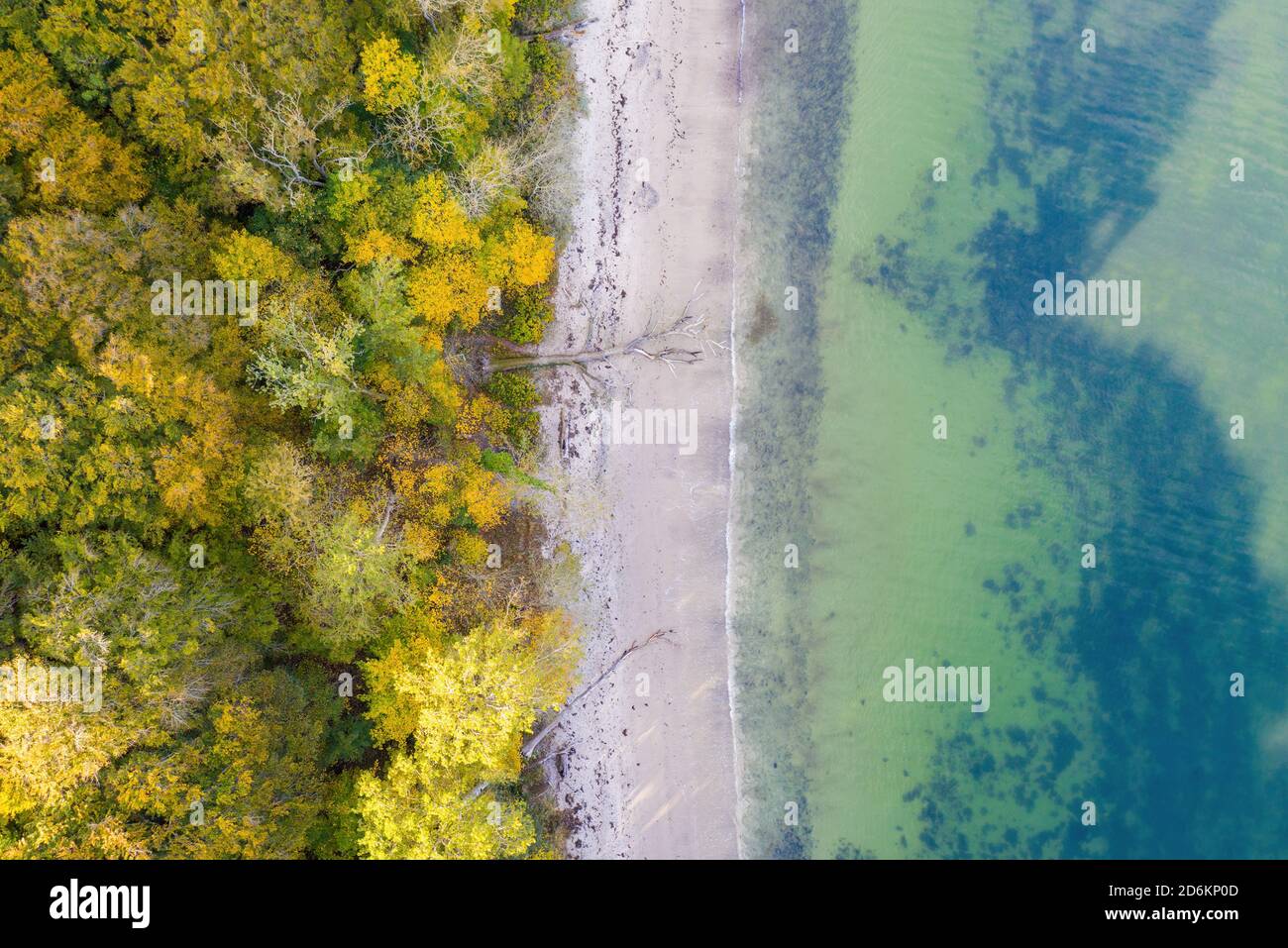 Where beech trees meet the sea. A fallen tree lies on the beach on the ...