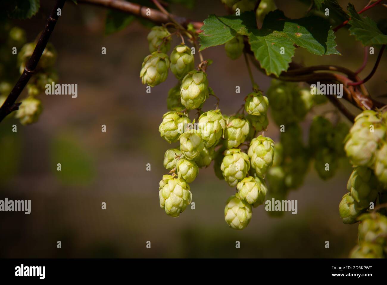 Fruits of wild hops close up nature beer brew plant Cannabaceae Stock Photo Alamy