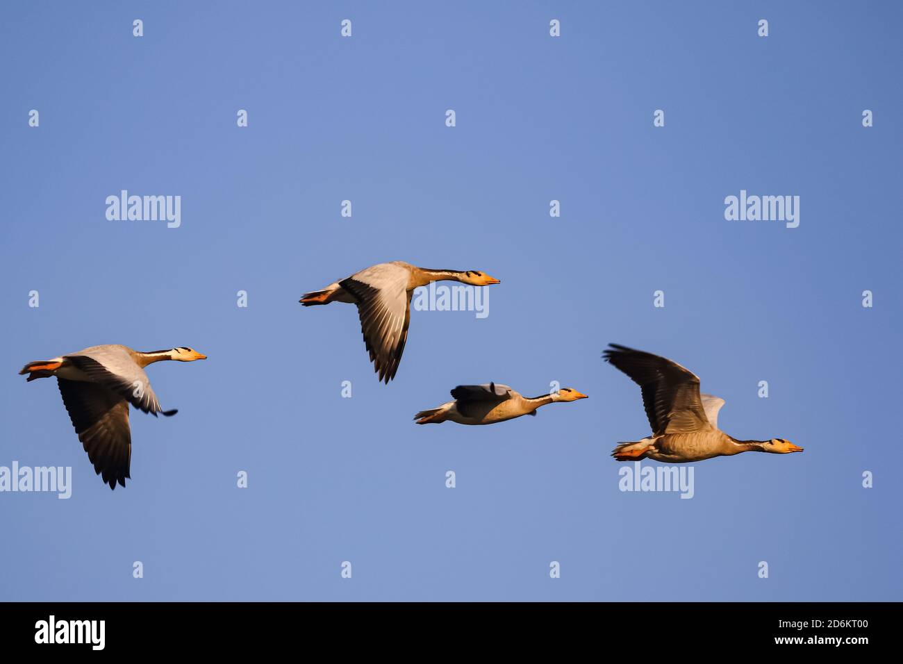 Four bar headed geese flying in a symmetry with blue sky in the background at Jawai, Rajasthan in India Stock Photo