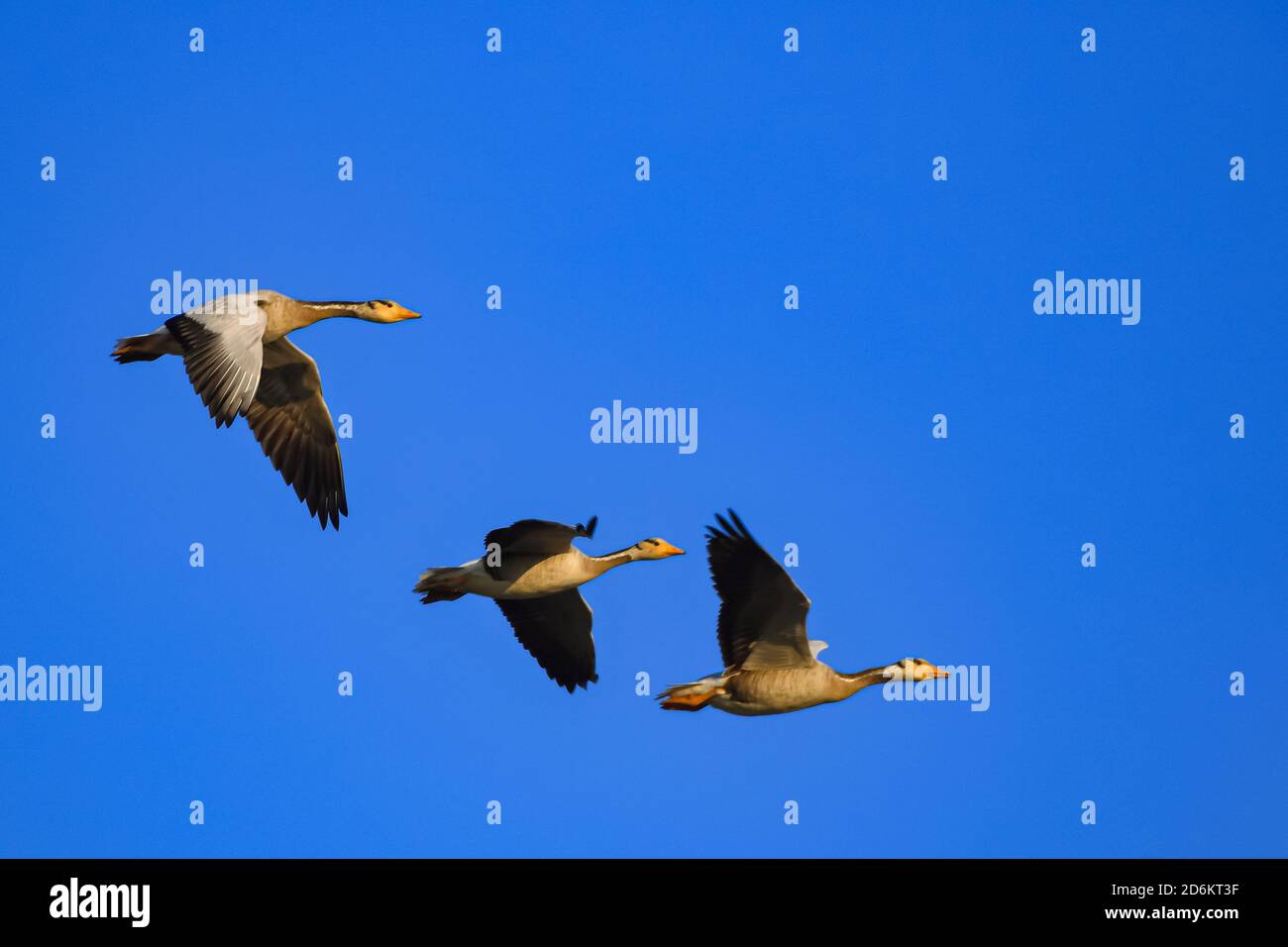 Three bar headed goose flying in a symmetry with blue sky in the background at Jawai, Rajasthan in India Stock Photo