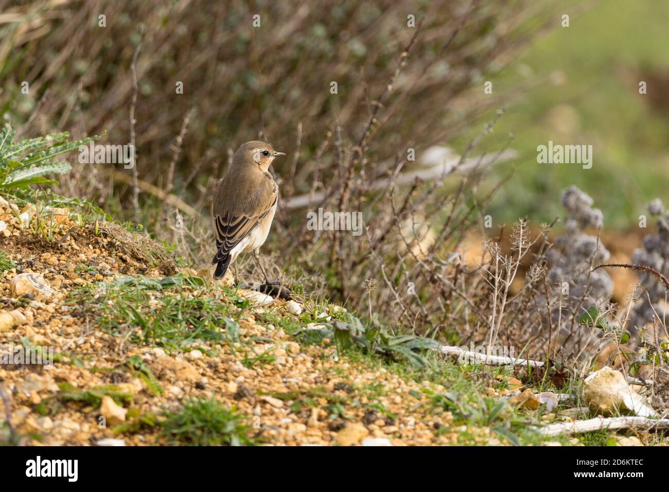 Wheatear Oenanthe oenanthe female sandy brown plumage august winter time white rump pinkish legs with black feet black tail feathers on south coast UK Stock Photo