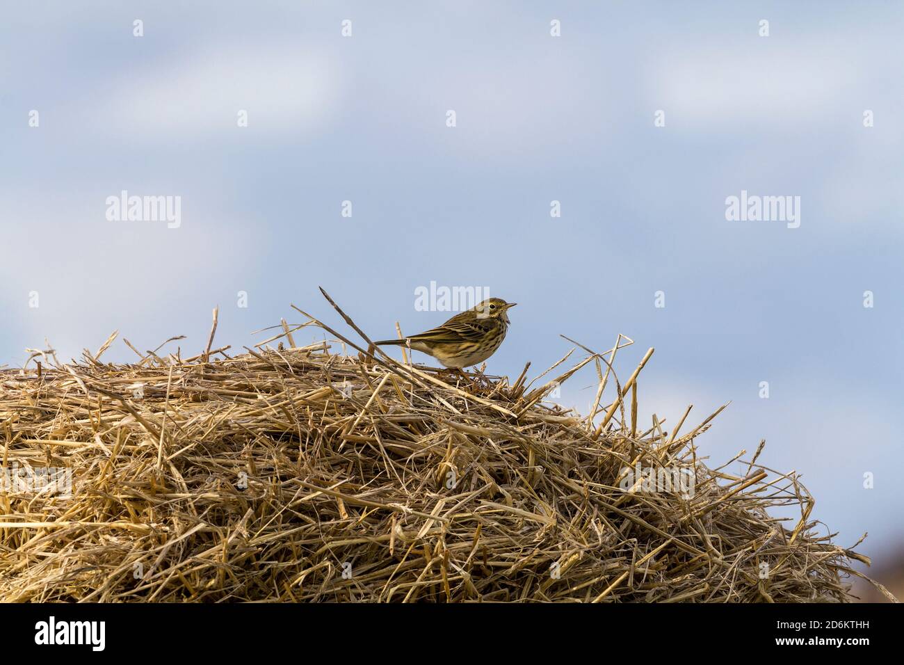 Meadow pipit Anthus pratensis on a hay bale a small streaky brown  plumaged bird darker on the upper parts paler on the underparts Resident in Britain Stock Photo