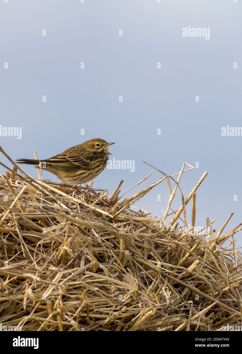 Meadow pipit Anthus pratensis on a hay bale a small streaky brown  plumaged bird darker on the upper parts paler on the underparts Resident in Britain Stock Photo