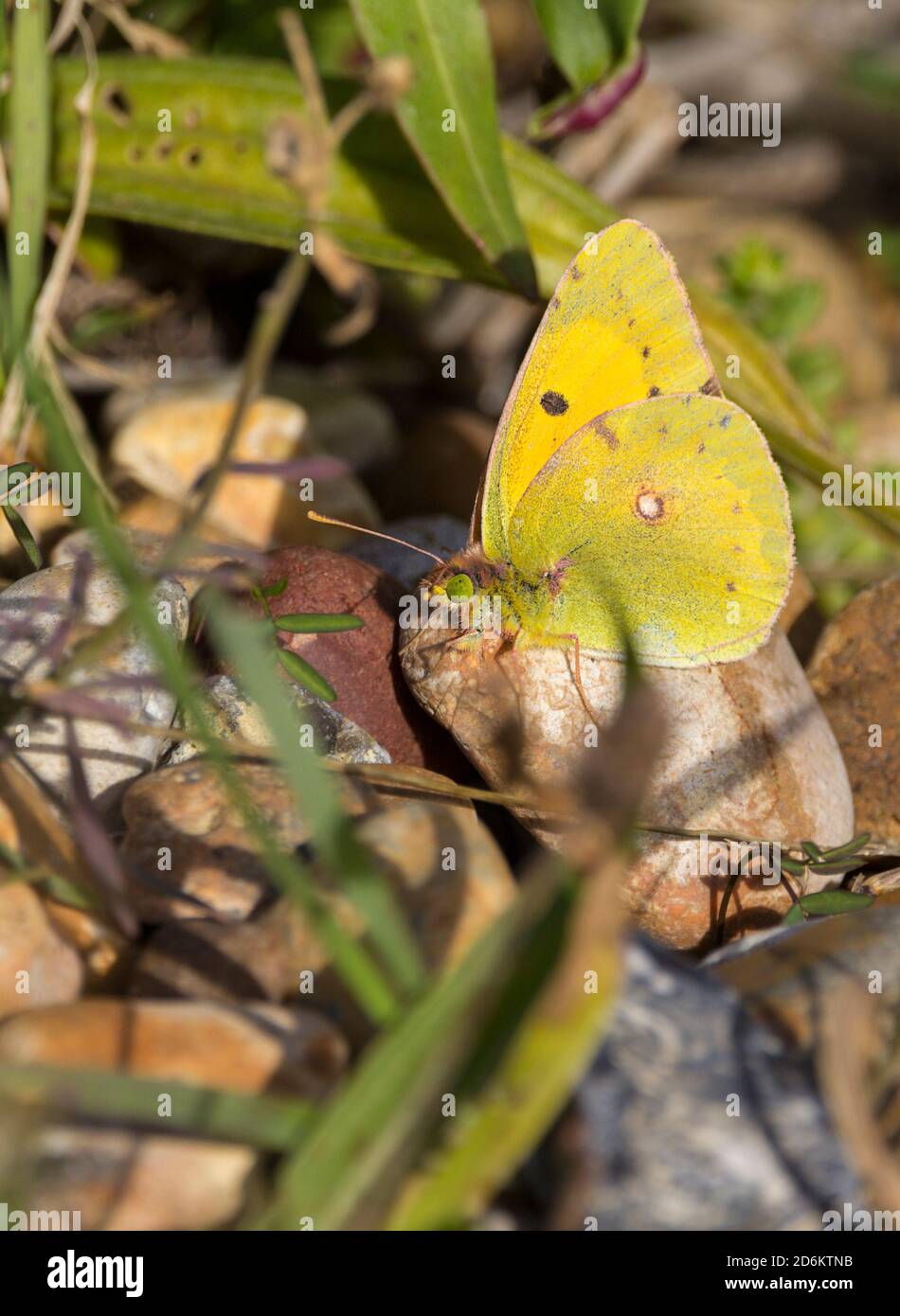 Clouded yellow Colias croceus butterfly summer migrant dark bordered ...