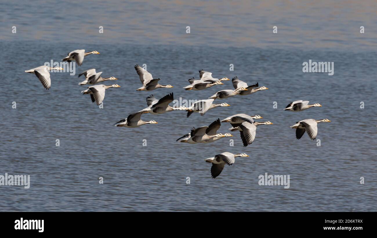 A flock of bar headed geese flying with water in the background at Jawai in Rajasthan India on 23 November 2018 Stock Photo