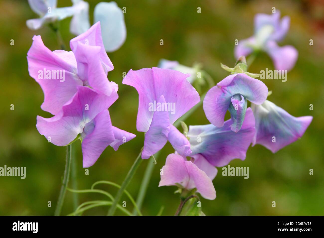 Lathyrus 'Turquoise Lagoon, a so called 'shifter' sweet peas, displaying tints of blue and it matures from mauve. Stock Photo