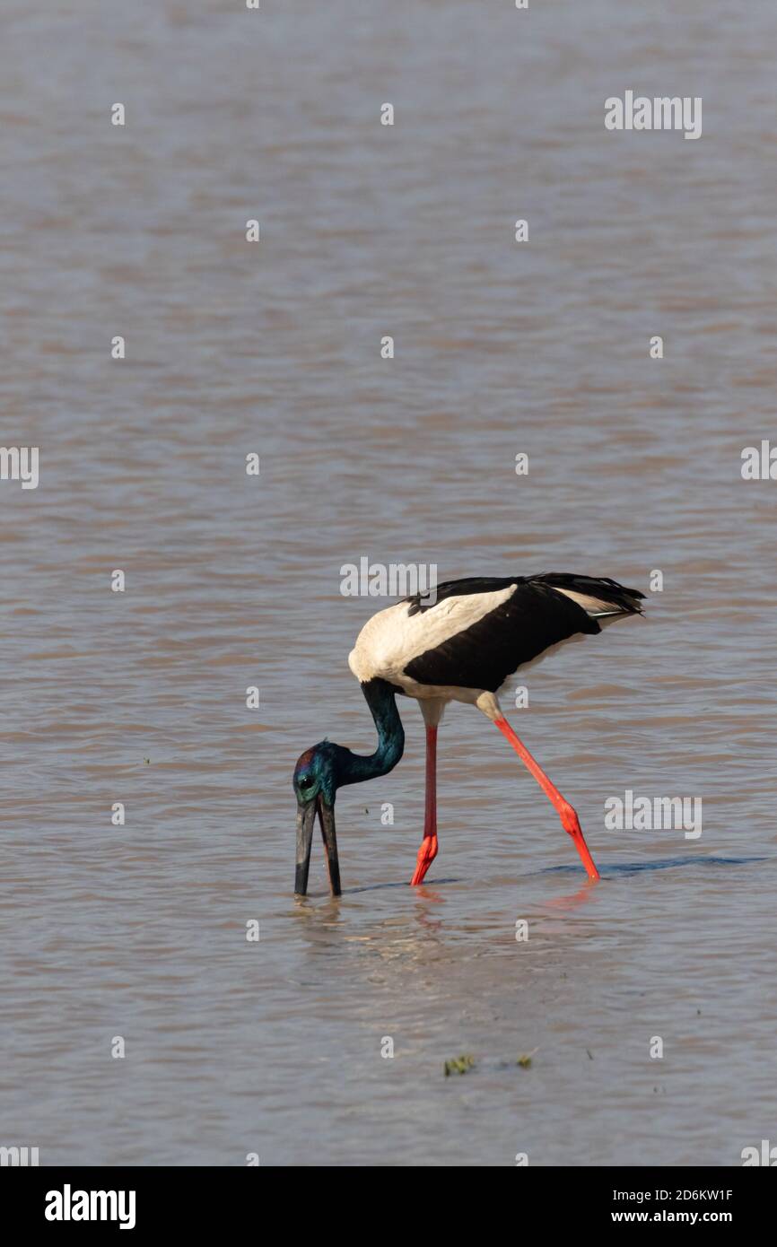 A selective focus image of a black necked stork finding food with its long beak in side water in the wetlands of Assam India on 6 December 2016 Stock Photo