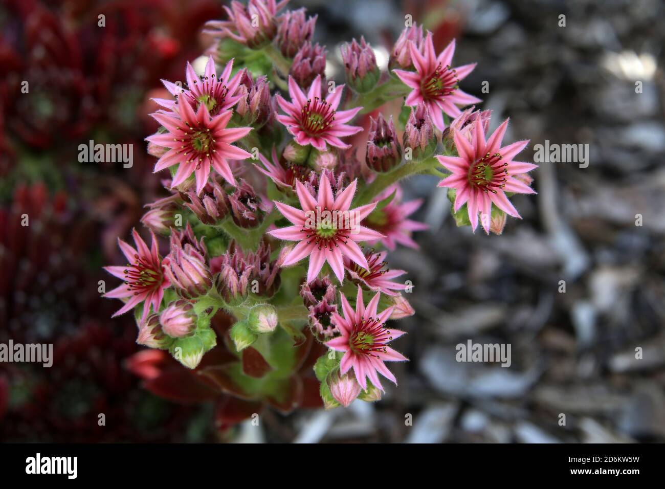 Selective focus shot of wild sempervivum marmoreum plant Stock Photo