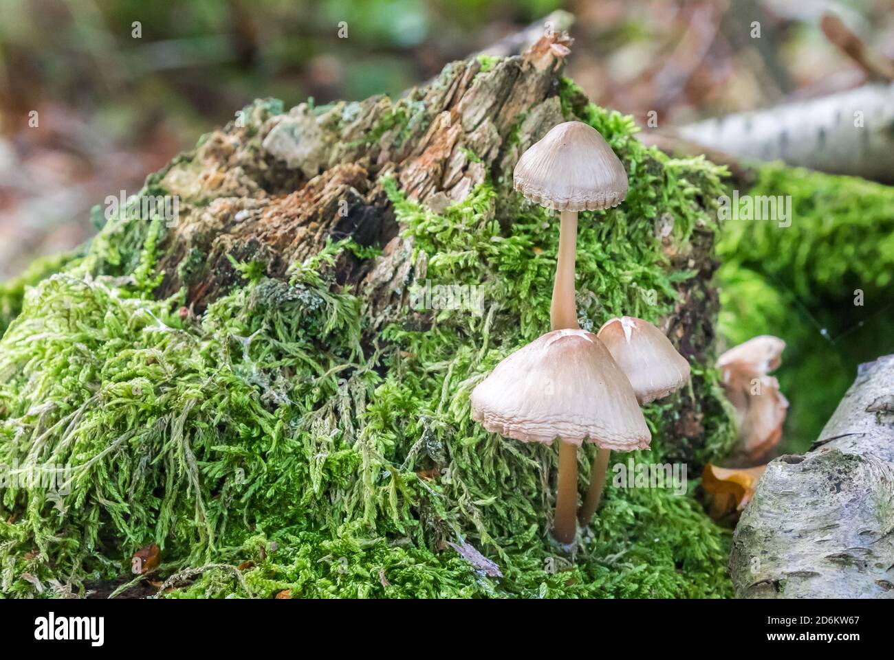 Little white mushrooms in the forest of Appelbergen, Netherlands Stock Photo