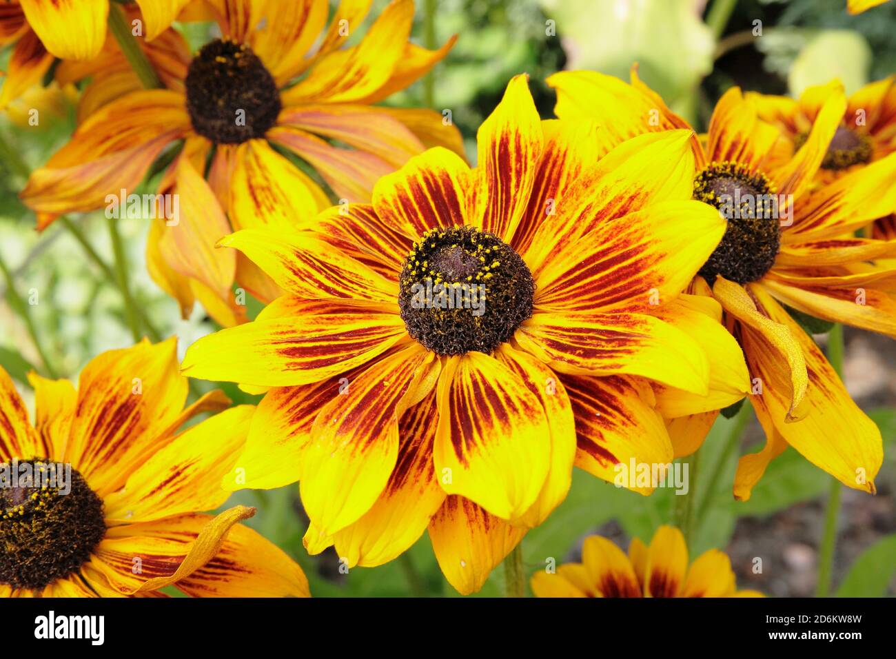 Rudbeckia hirta 'Rustic Dwarf'. Coneflowers on display in a late summer