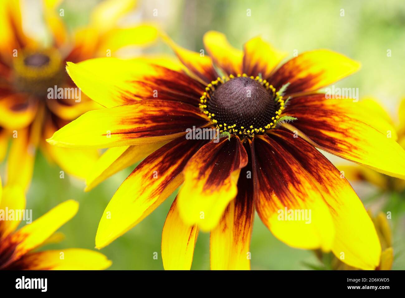 Rudbeckia hirta 'Rustic Dwarf'. Coneflowers on display in a late summer