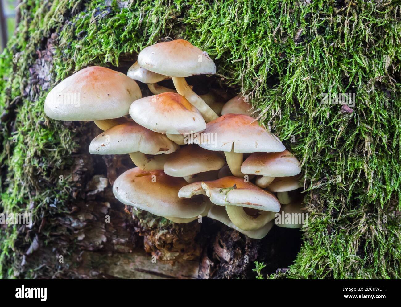 Mushrooms growing on a tree in Appelbergen, Netherlands Stock Photo