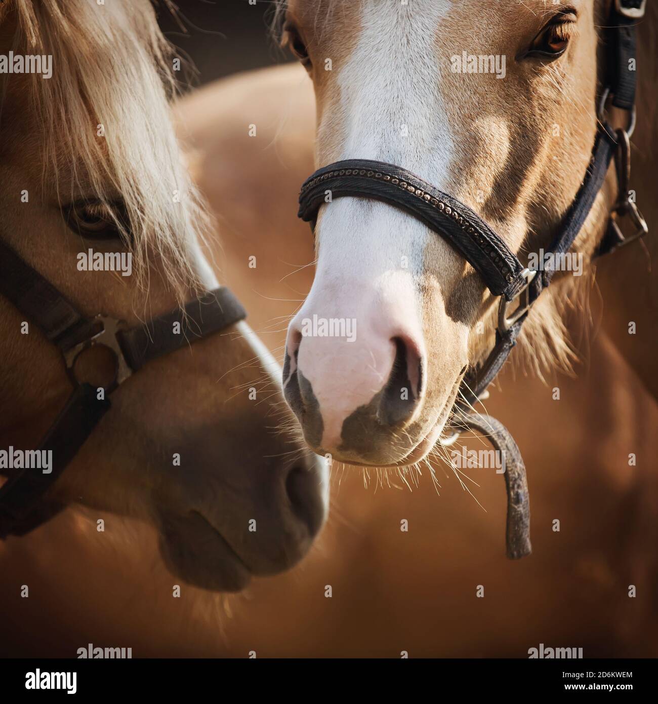 Portrait of two beautiful light horses with bridles on their muzzles
