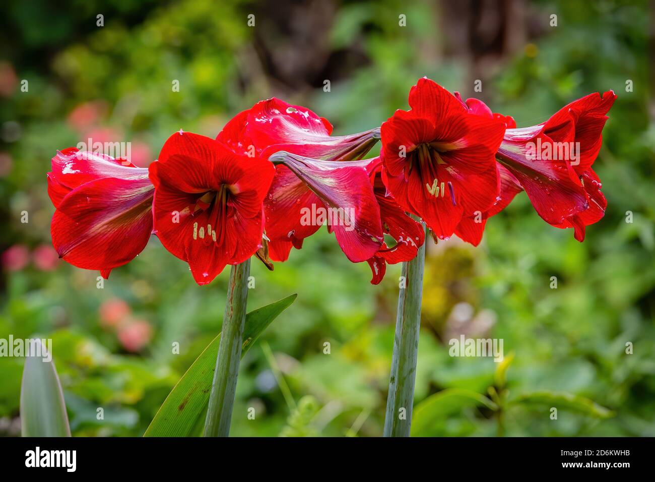 Amaryllis flower Stock Photo