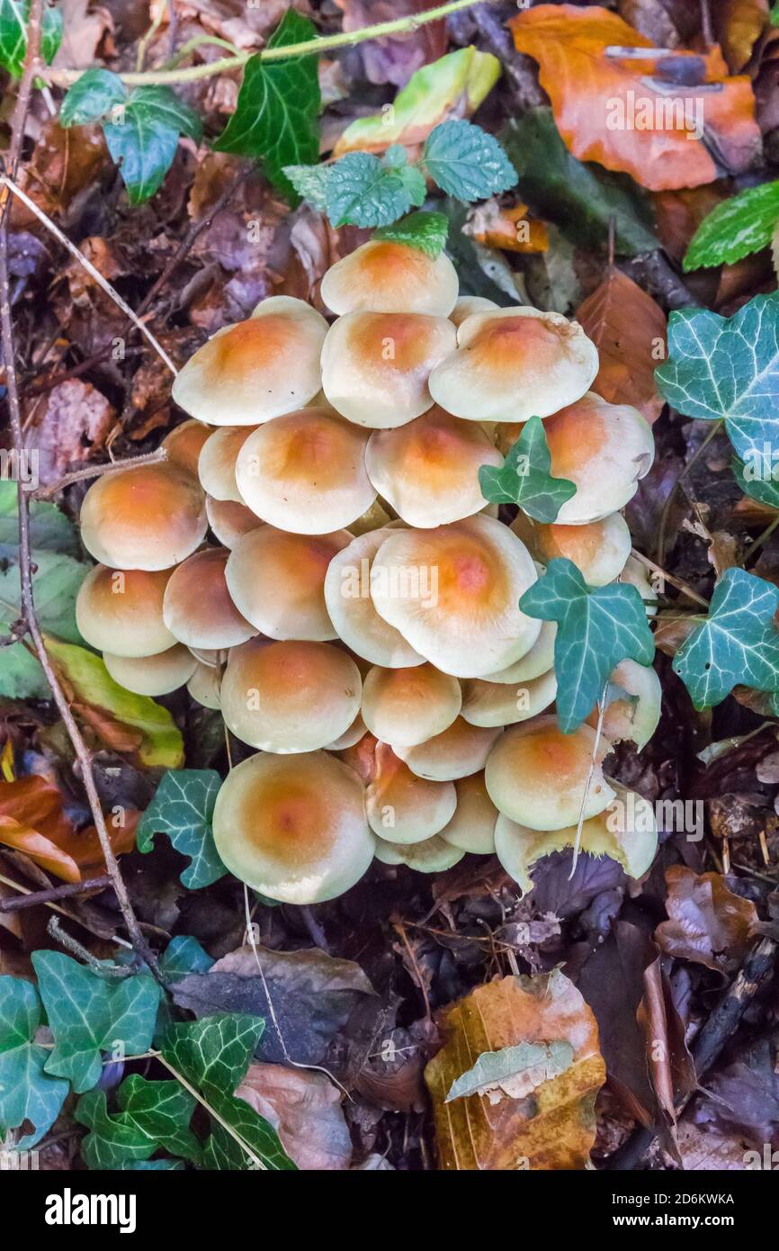 many little mushrooms in the forest of Appelbergen, Netherlands Stock Photo