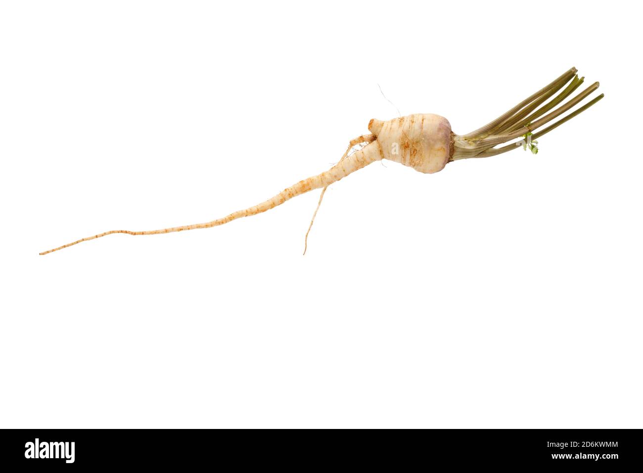 raw parsley root isolated on white background Stock Photo Alamy