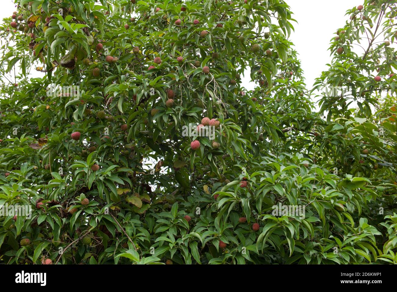Cornus kousa with fruit and other shrubs in a domestic setting Stock Photo