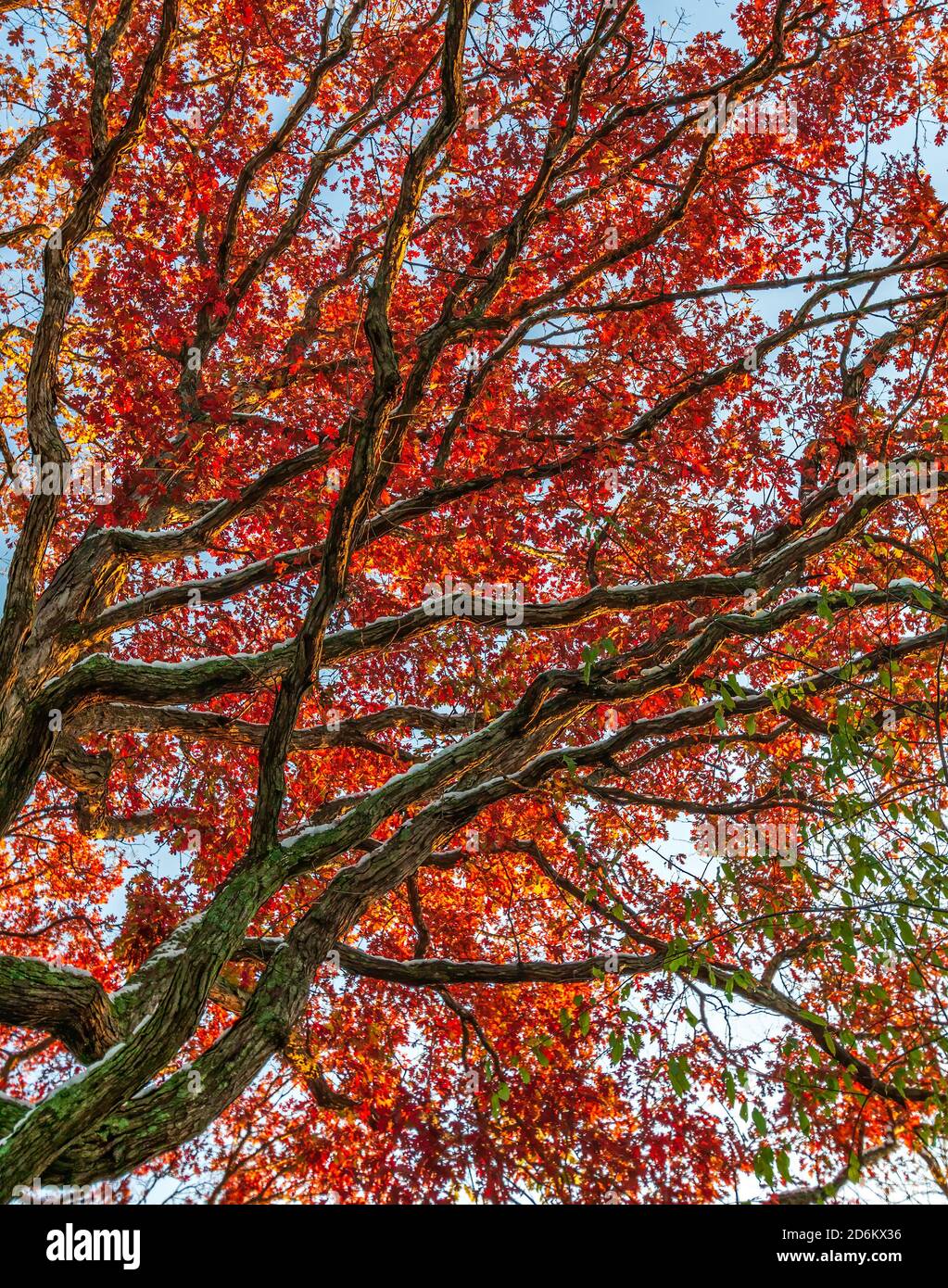 Oak tree autumn hi-res stock photography and images - Alamy