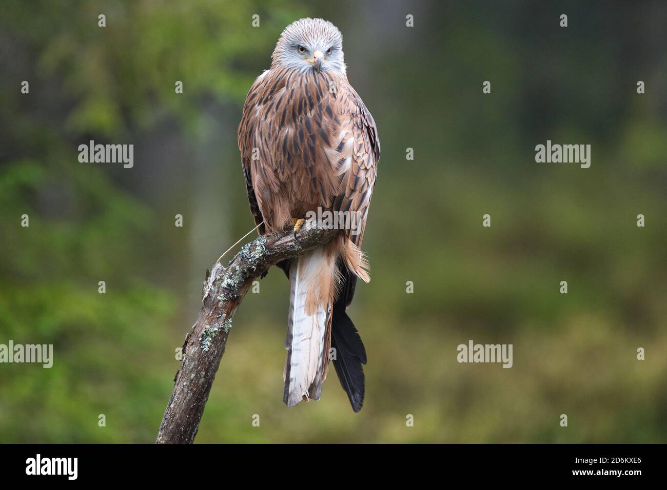 Vogel, Bird, Greifvogel, Bird of Prey, Milvus milvus, Roter Milan, Red kite, Predator, Hunter, fauna Stock Photo