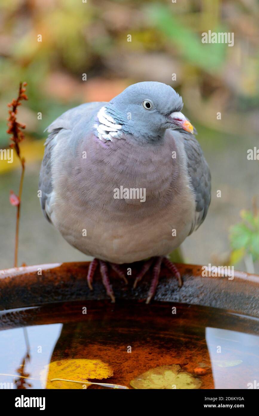 Wood pigeon (Columba palumbus) adult, at a bird bath in a back garden, Kent, UK October Stock Photo