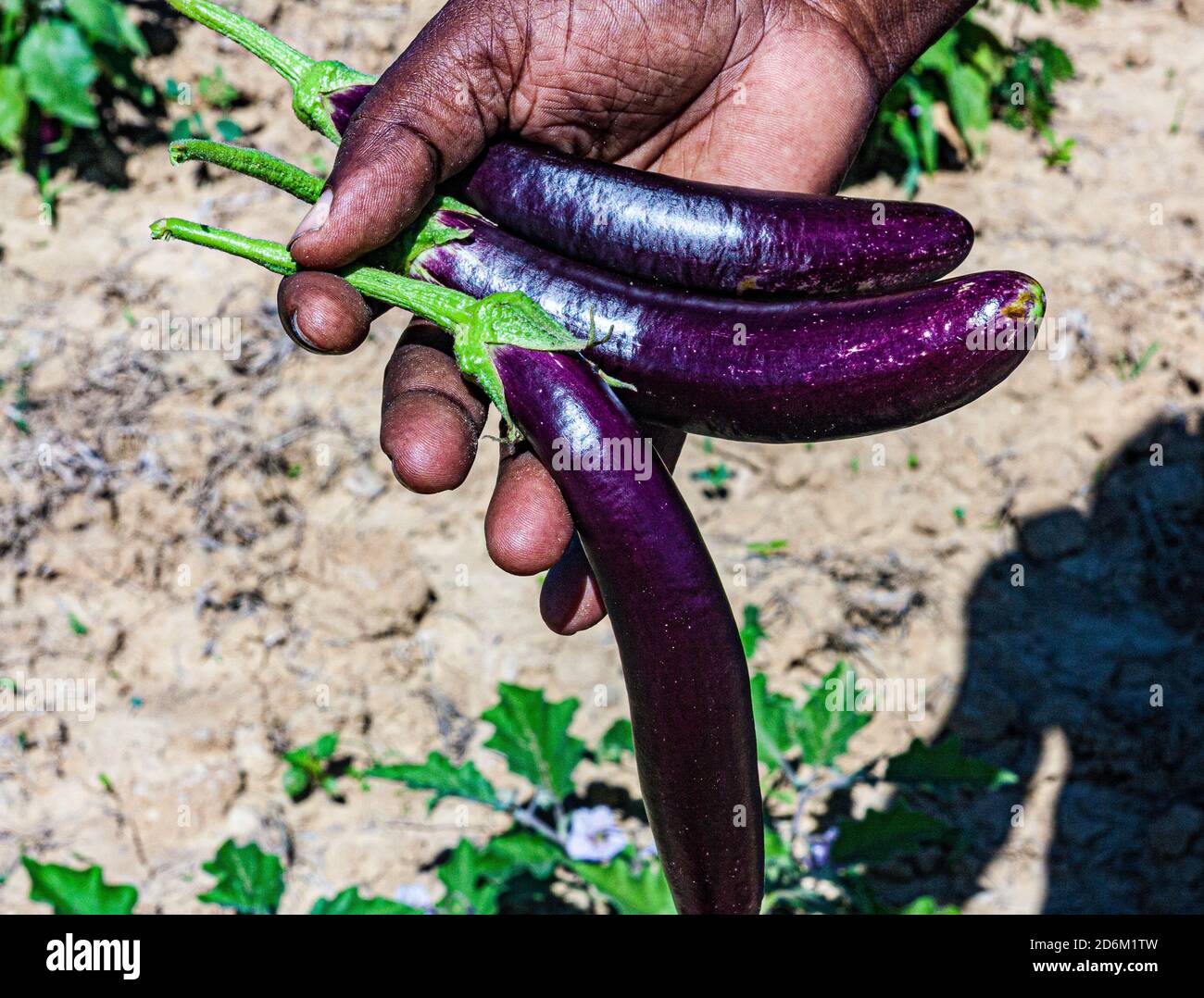 Purple eggplant in farmer's hand Stock Photo Alamy