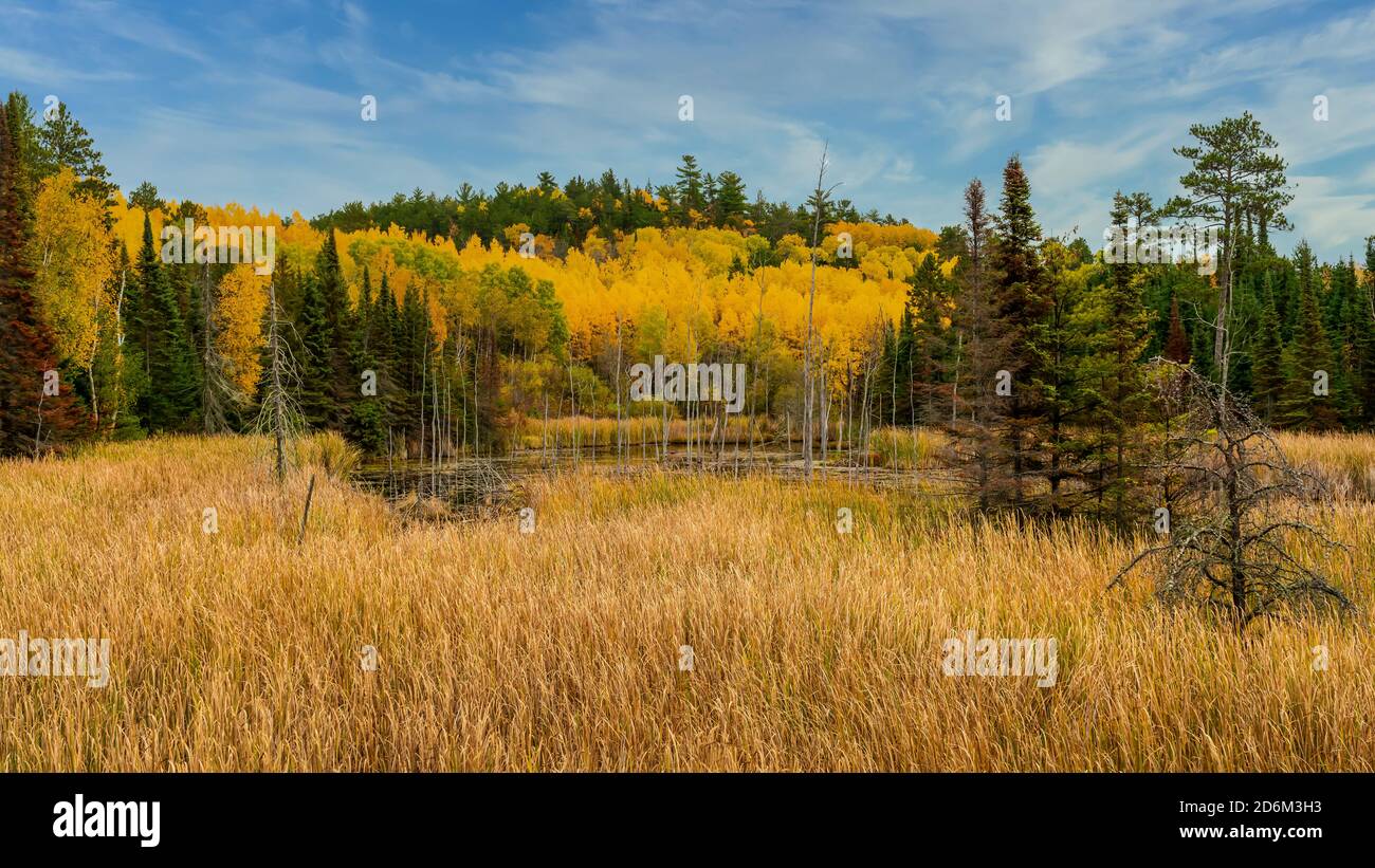 Fall foliage color near Nestor Falls, Ontario, Canada Stock Photo Alamy
