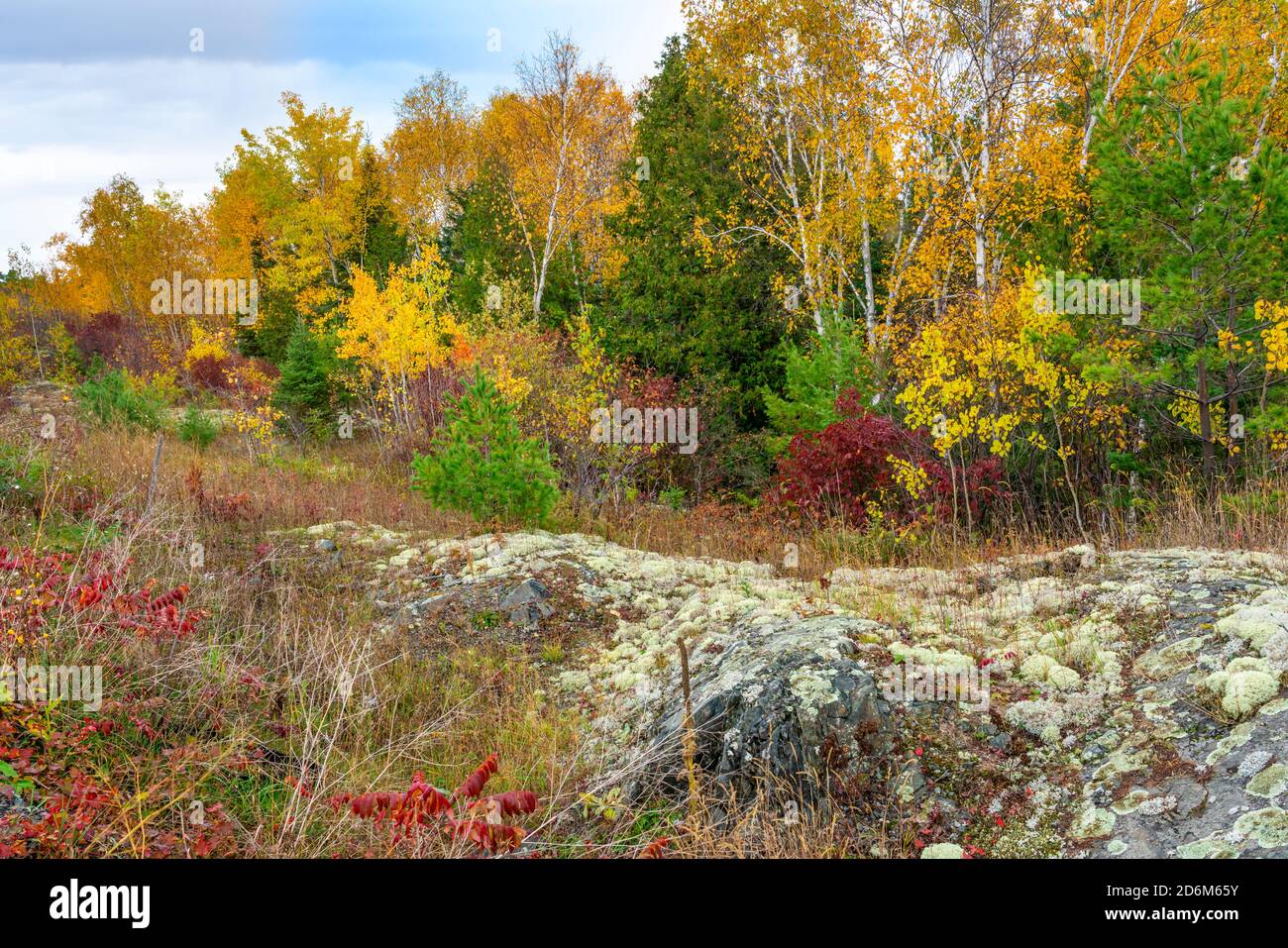 Fall foliage color near Sioux Narrows, Ontario, Canada Stock Photo Alamy