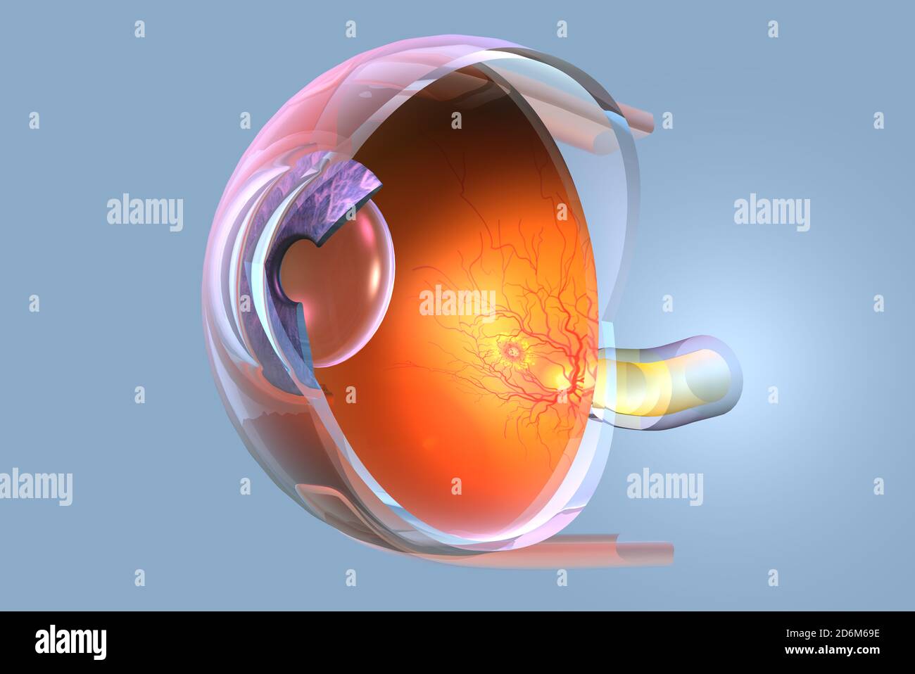 Medically 3D illustration showing human eye with retina, pupil, iris, anterior chamber, posterior chamber, ciliary body, eye ball, blood vessels, macu Stock Photo