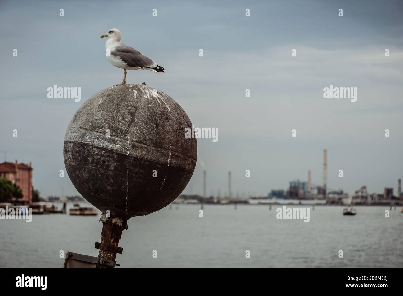 Seagull pooping hires stock photography and images Alamy