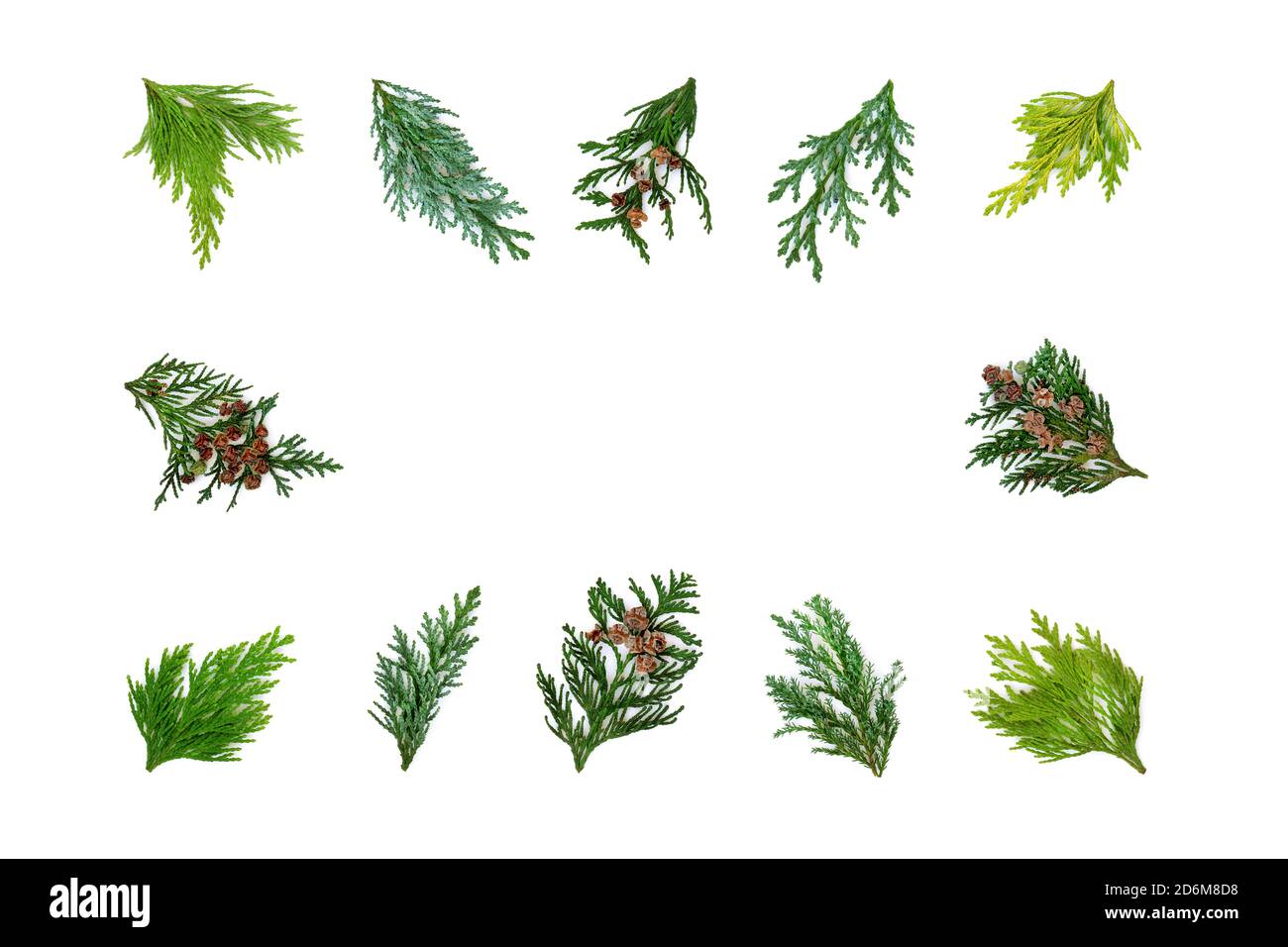 Cedar cypress leaf collection forming an abstract border on white background. Top view, flat lay, copy space. Stock Photo