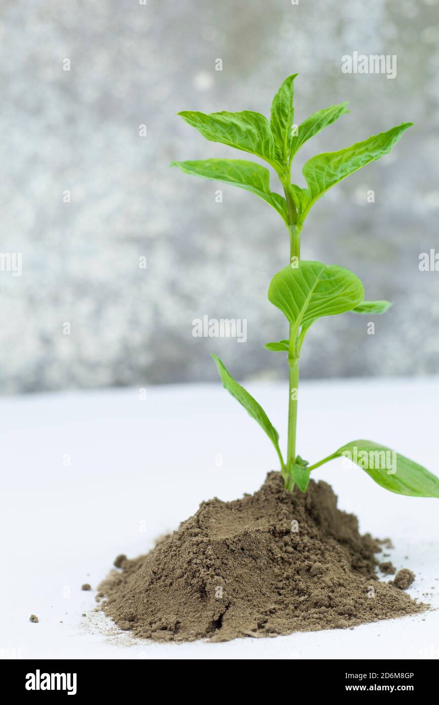 Green sprout growing out from soil isolated on white background Stock ...