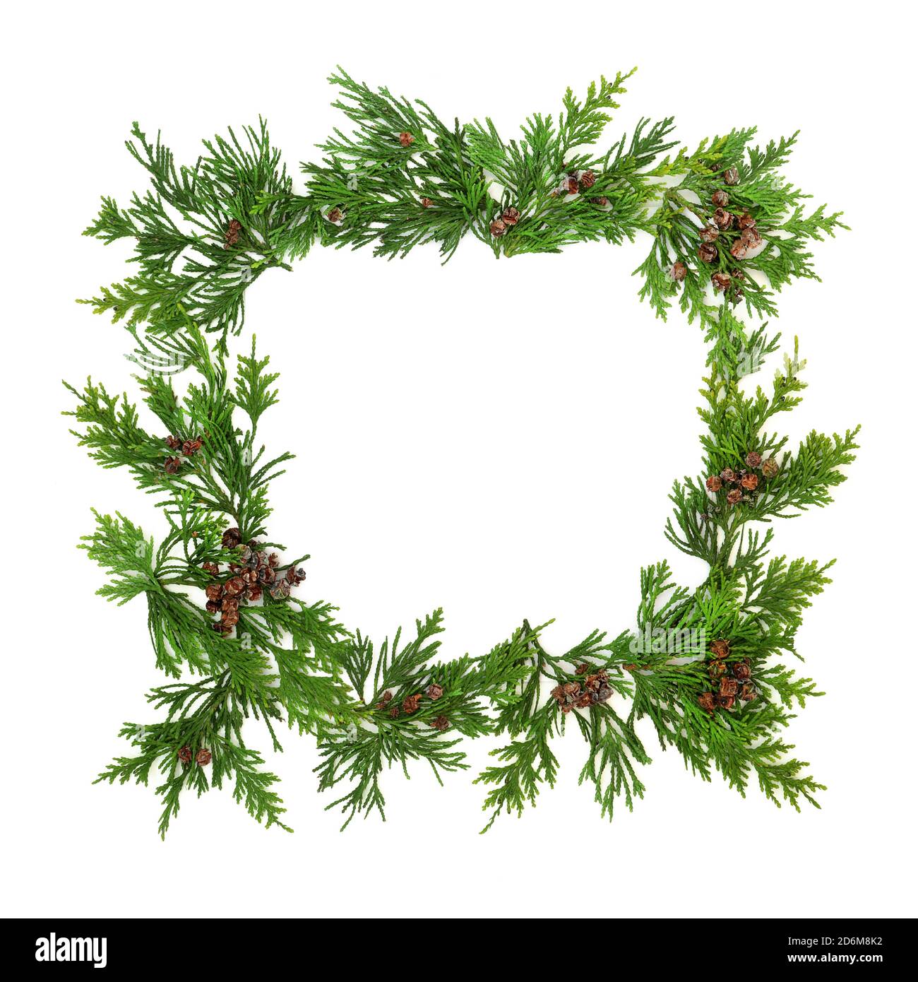 Winter greenery border with cedar cypress leylandii leaves & pine cones on  white background. Natural flora for the Christmas & New Year season Stock  Photo - Alamy