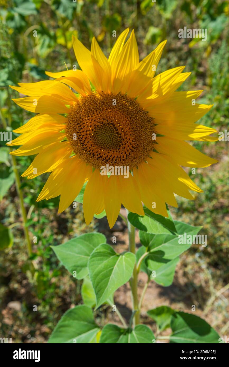 Sunflower. Stock Photo