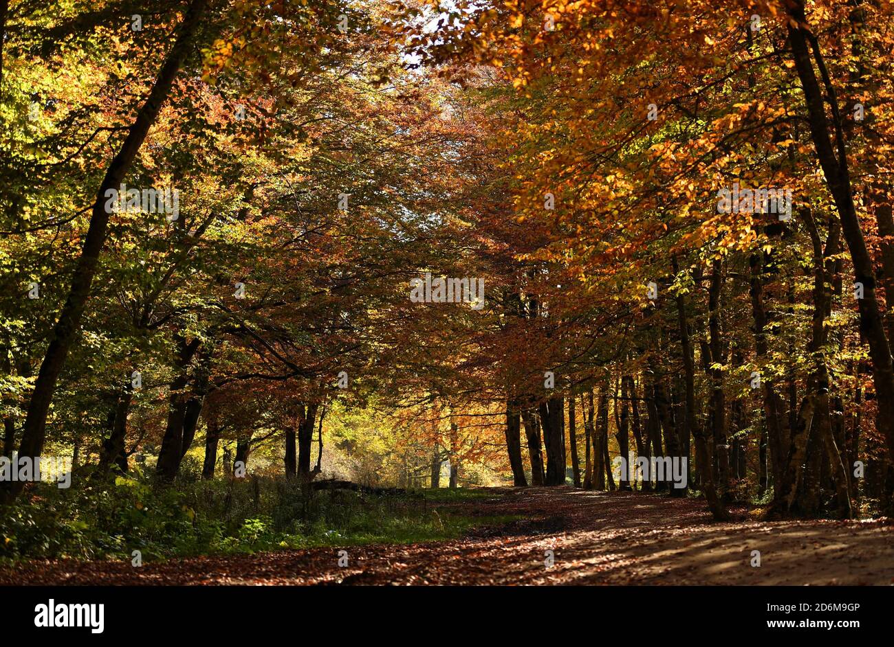 Tbilisi. 17th Oct, 2020. Photo taken on Oct. 17, 2020 shows the autumn scene in the Sabaduri Mountain, 35 km north of the capital Tbilisi, Georgia. Credit: Tamuna Kulumbegashvili/Xinhua/Alamy Live News Stock Photo