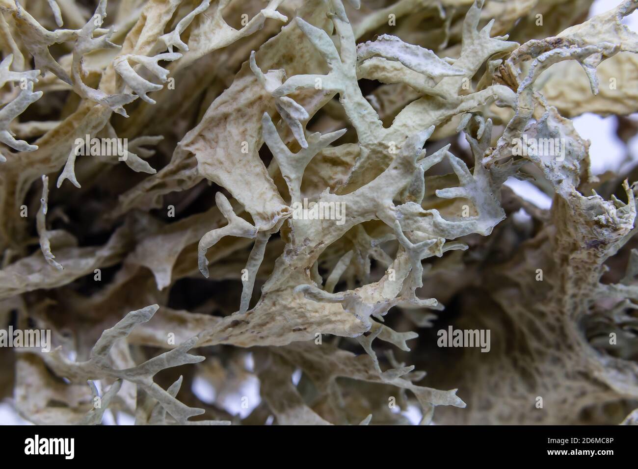 Macro Photography of moss in a cork oak branch. This lichen causes the disease of commonly known as la seca and finally origin the decay and death of Stock Photo