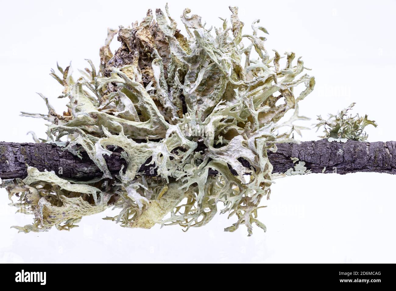 Macro Photography of moss in a cork oak branch. This lichen causes the disease of commonly known as la seca and finally origin the decay and death of Stock Photo