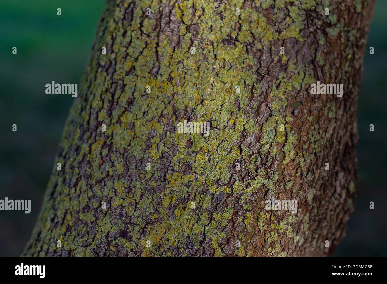 Moss on wood texture . Selective focus on blurred background Stock Photo