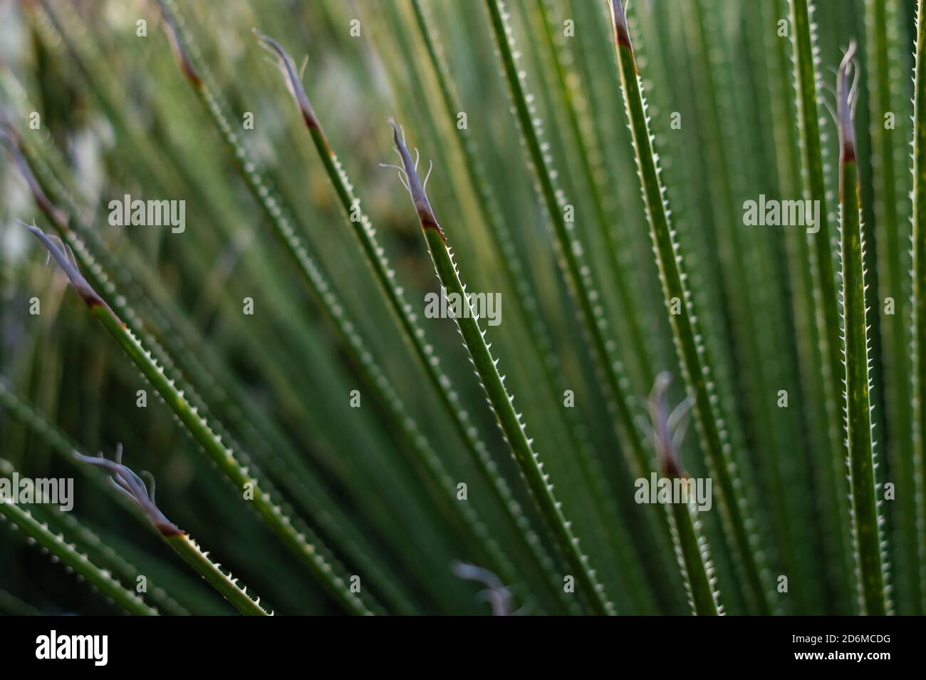 dasylirion serratifolium Asparagaceae - mexican plant - botanical Stock Photo