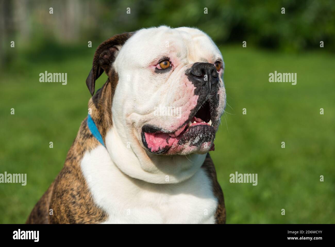 Tiger coat American Bulldog dog portrait outside Stock Photo Alamy