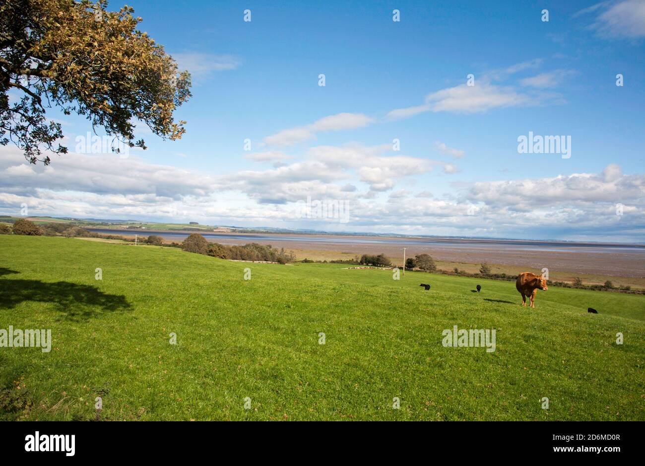 Cattle grazing in fields beside the Solway Firth at Drumburn  the Lake District Fells viewed on the far English shore Dumfries and Galloway Scotland Stock Photo