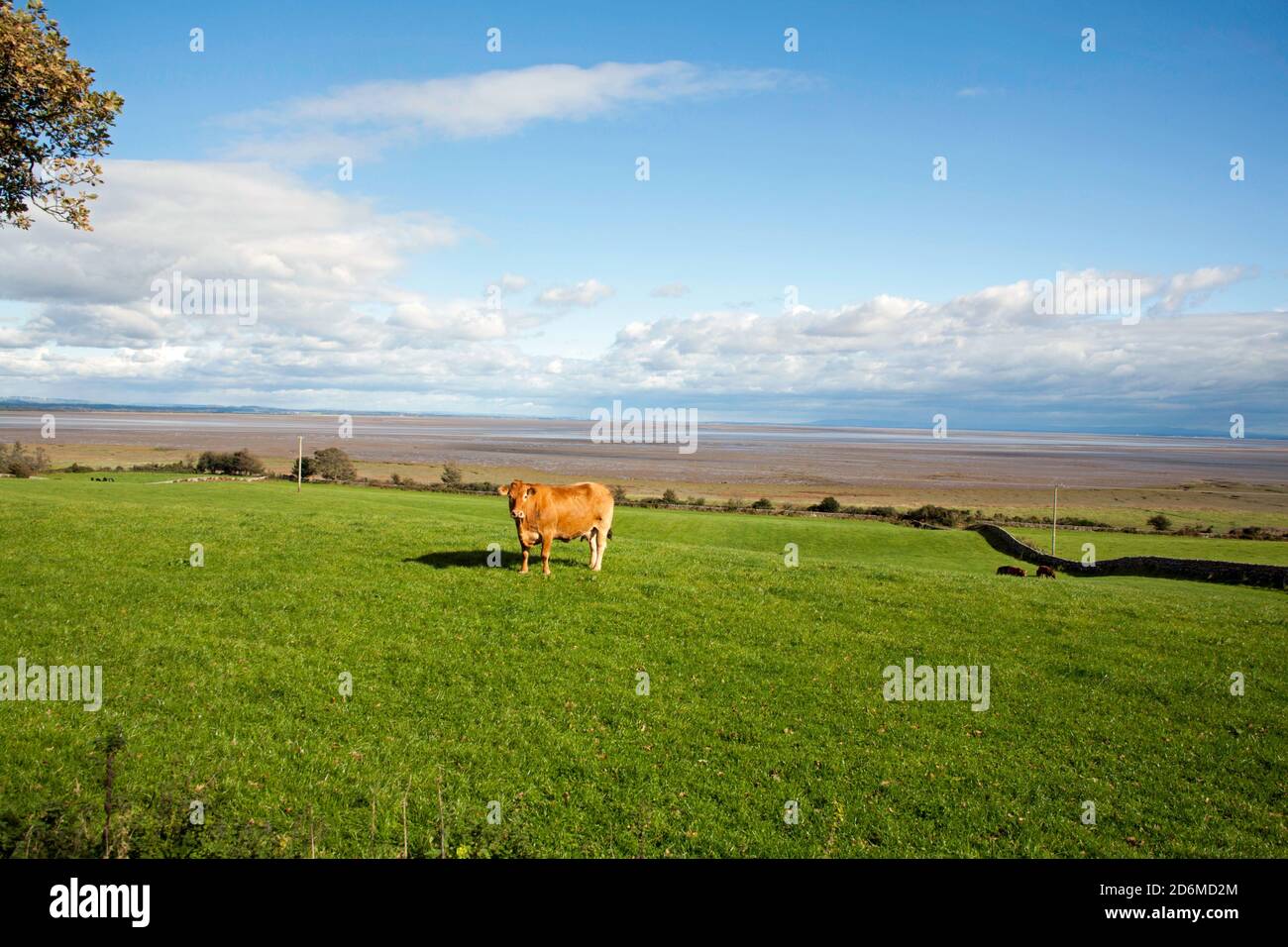 Cattle grazing in fields beside the Solway Firth at Drumburn  the Lake District Fells viewed on the far English shore Dumfries and Galloway Scotland Stock Photo